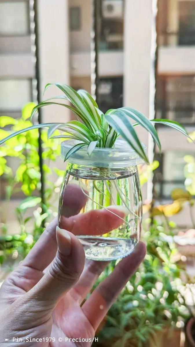 選用透明玻璃瓶,瓶內水位不宜過高。