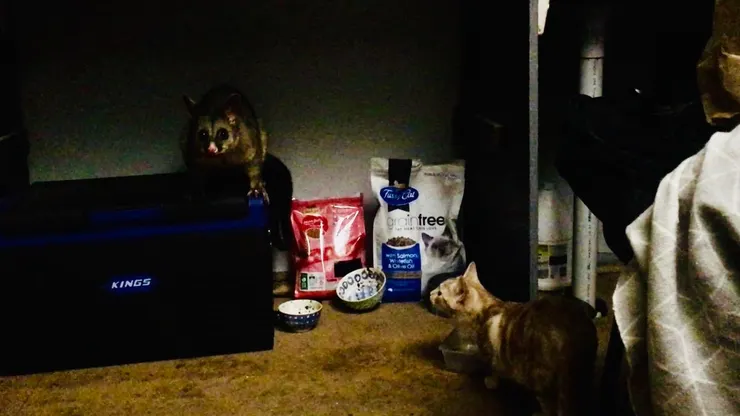 看！你竟然吃光我的食物