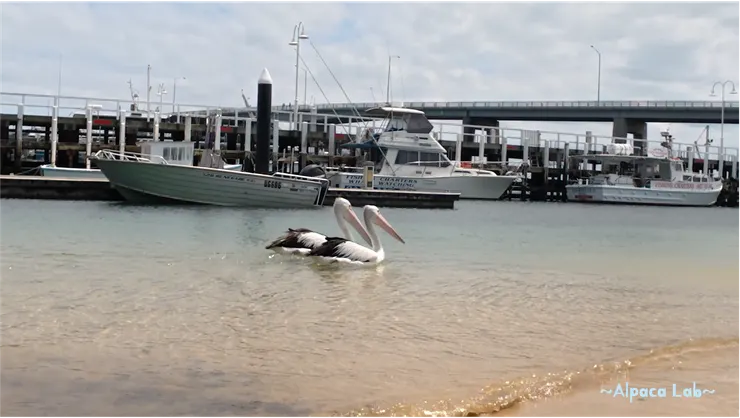 碼頭邊的水質如此清澈,真的深深愛上澳洲的海岸
