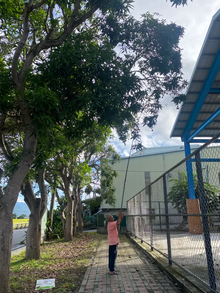 阿伯撈芒果，最青的