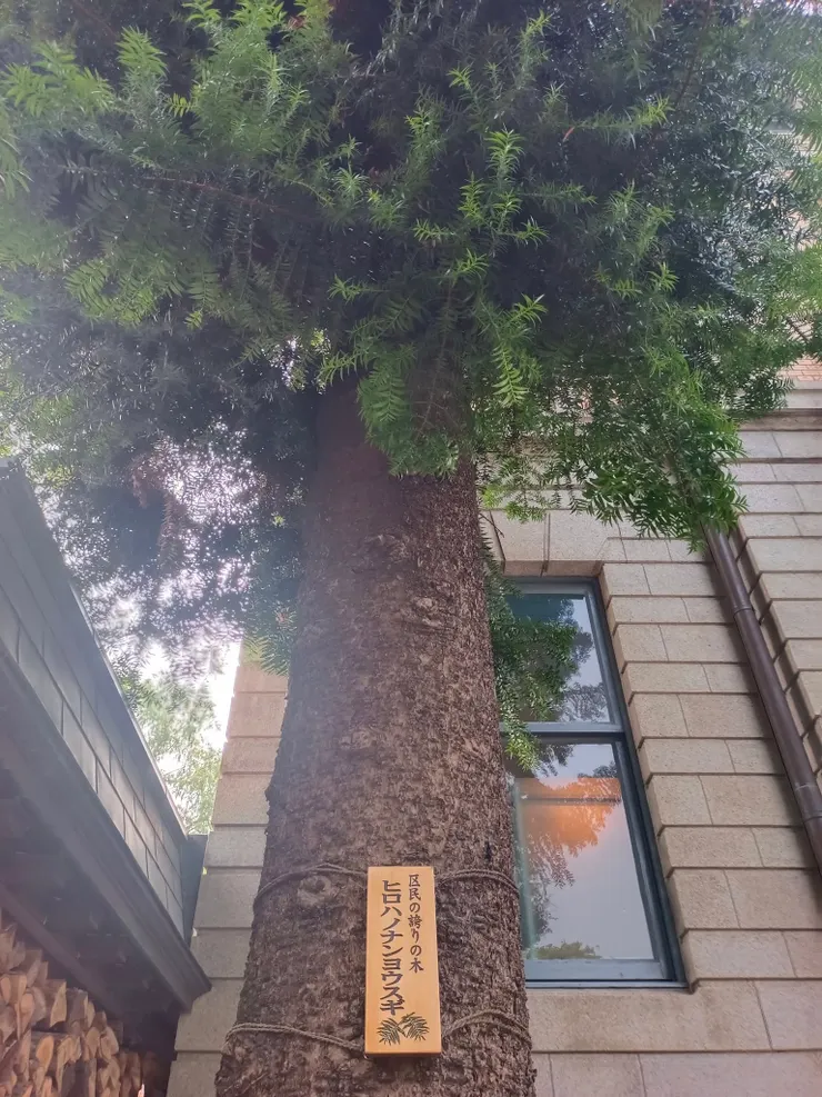 圖：有一棵備受居民稱讚的樹。日本雪松。京都長樂館