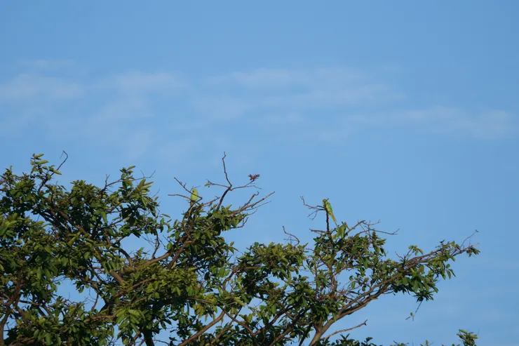 Rose-ringed Parakeet