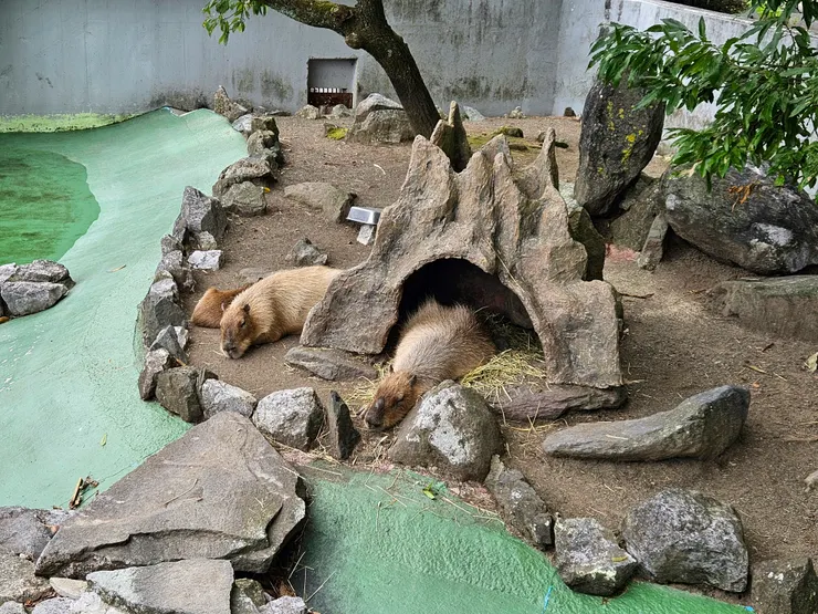 卡皮巴拉（註：水豚）