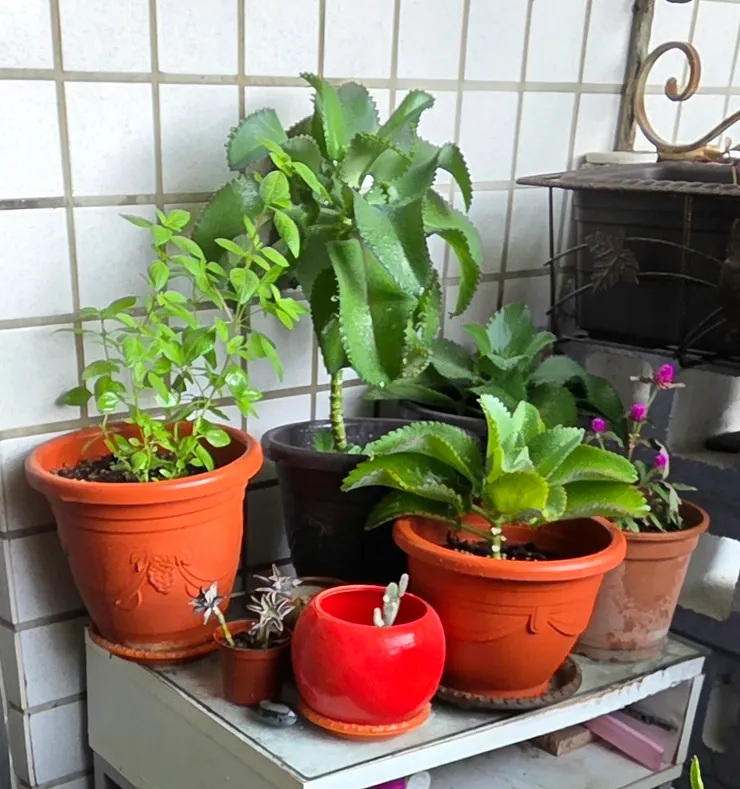 陽光一隅(李建崑攝影)