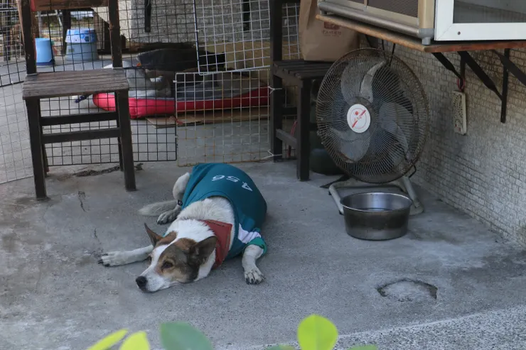 剛參加完「魷魚遊戲」的校狗