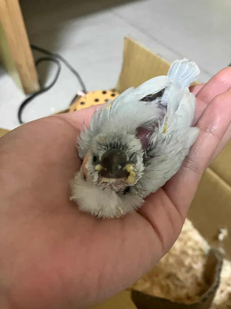 小時候說不能幫洗澡，所以奶粉黏住也只能等他自然掉。看起來像貪吃的小胖。