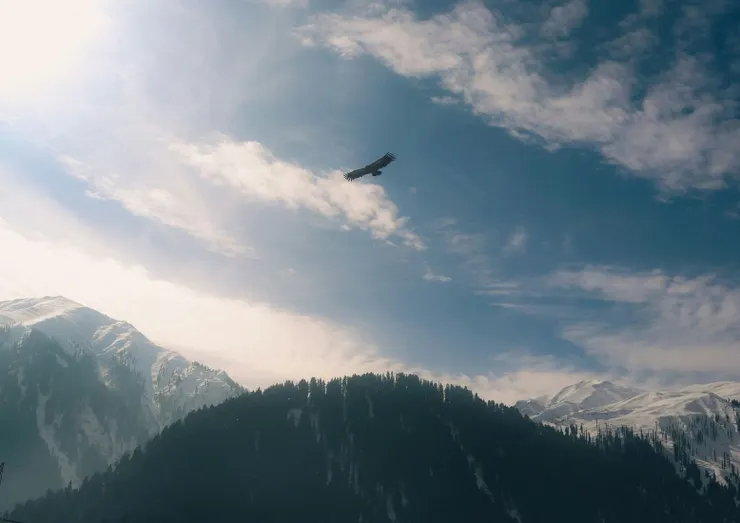 持續不是靠蠻力振翅,而是學會借力翱翔