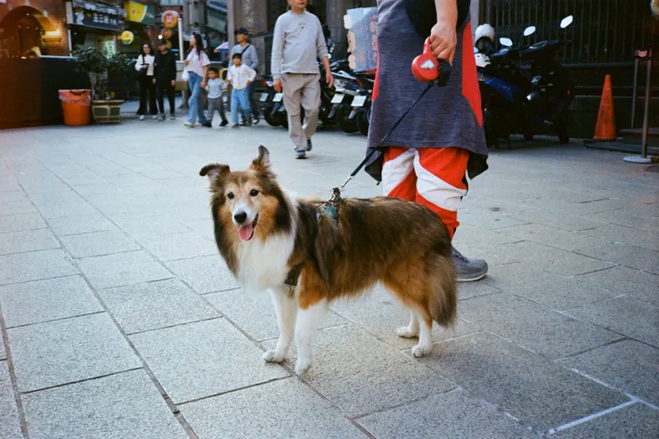 三峽祖師廟前 喜樂蒂牧羊犬