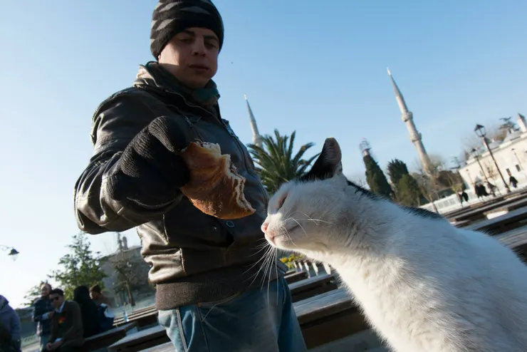 自己於土耳其旅遊時拍的照片：在貓咪地位高的伊斯坦堡，到處都是貓咪，而且狀態多數是好的，也親人能互動，關於為何愛貓，因為當地人認為貓是愛乾淨、智慧的生物而覺得貓比其他生物格高，傳說伊斯蘭教先知穆罕默德就可能是「貓奴」因此在聖訓上記載「愛貓是信仰的一部分」，歷史上因為貓會抓老鼠，讓人們在黑死病大流行期間沒被打擊，故伊斯蘭世界視貓為守護者