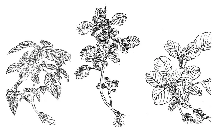 《植物名實圖考》(1848年),是清道光年間植物學家吳其濬所著的一種植物圖譜,插圖十分精細。在「莧」字條下有三個附圖,從右至左分別是白莧、野莧與人莧。