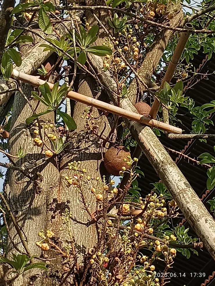 果結如砲彈故名之