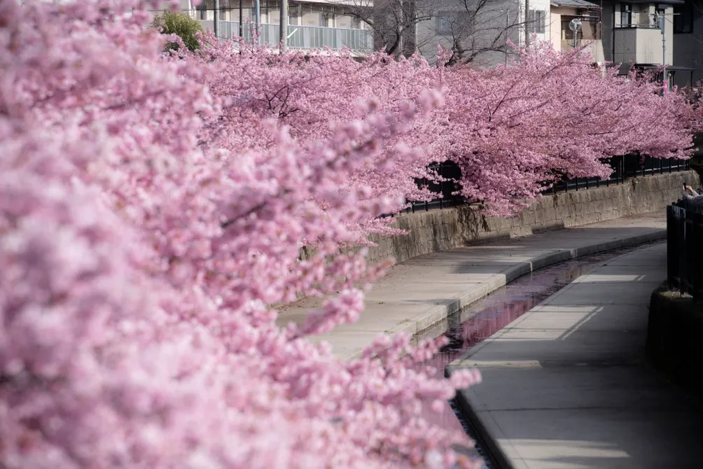 快樂小藥師的沙龍