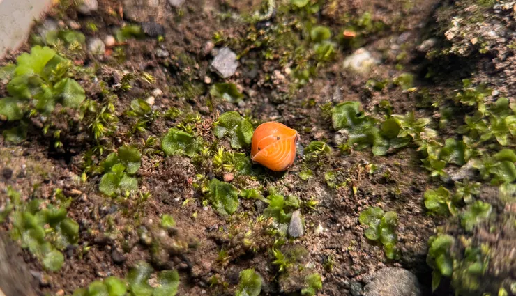 用APEXEL Xtreme 拍琥珀鼠婦