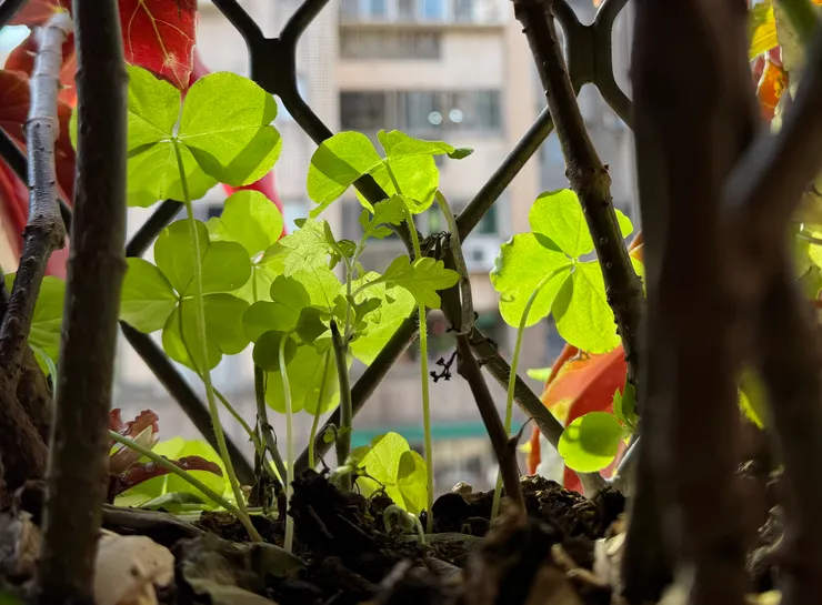圖文無關，上週日天氣好看到陽光透過盆栽葉片覺得很美，偉哉iPhone景深效果還真不錯～