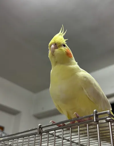 挑選外出籠的注意事項