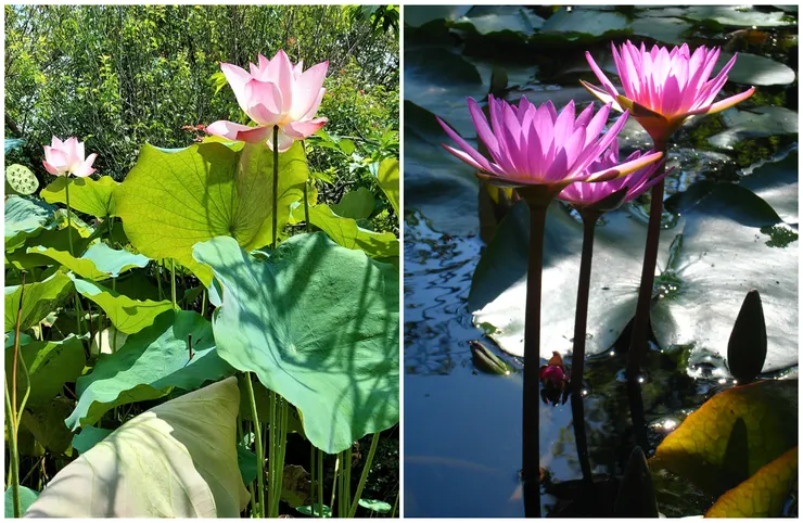 荷花的柄可長達1-2尺；睡蓮的柄約15-20公分。荷花柄質地粗硬，從生到死都直挺挺，頗類君子卓爾不群的獨立人格；睡蓮的花梗柔脆，可當蔬菜食用，且隨著花謝會整個倒伏進水裡。