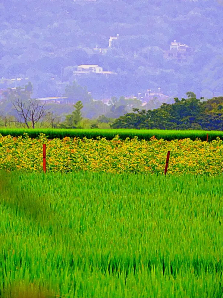 幸福農場景色