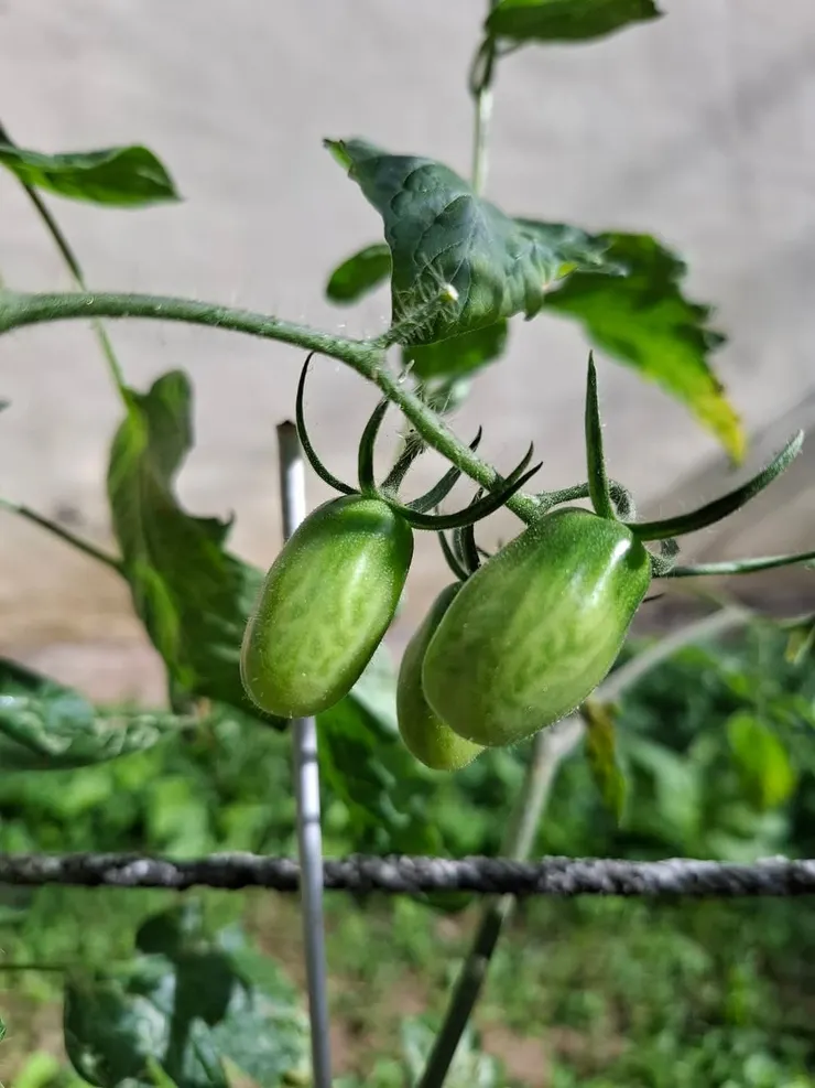 阿爸小菜園的蕃茄