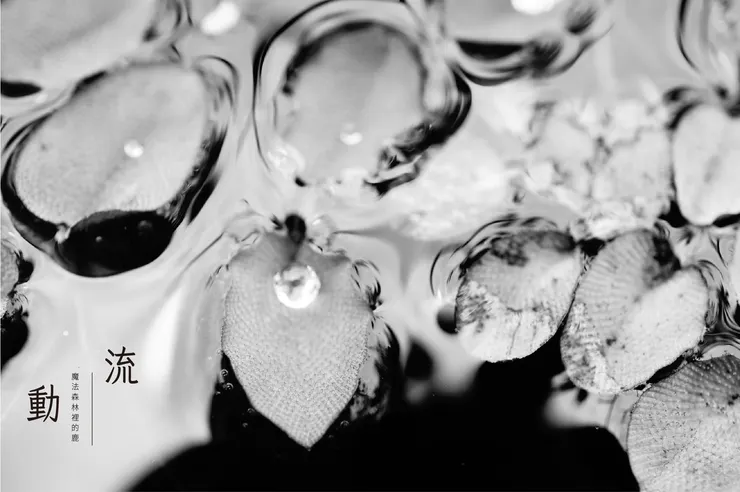 攝於2012｜雨中的浮萍