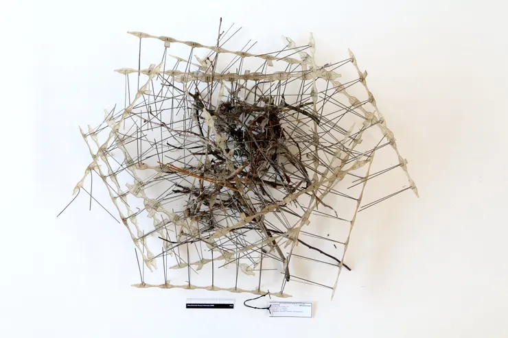 圖片來源：twitter/ @AukeFlorian