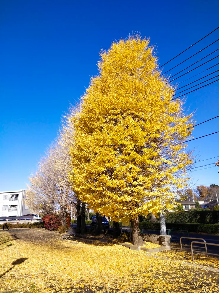 一整排美不勝收