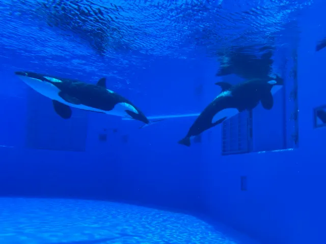 blue ocean虎鯨餐廳可觀看虎鯨,photo by bookarchery