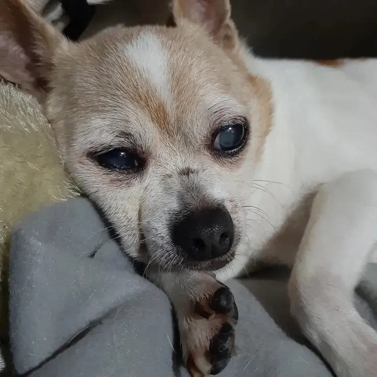 嘟靠著發呆的模樣也好可愛