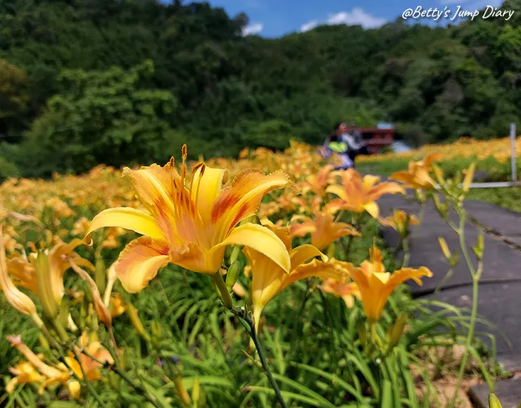 ▲2025花現台七「桃園繡球金針農遊趣」/ 圖片來源：Betty's Jump Diary