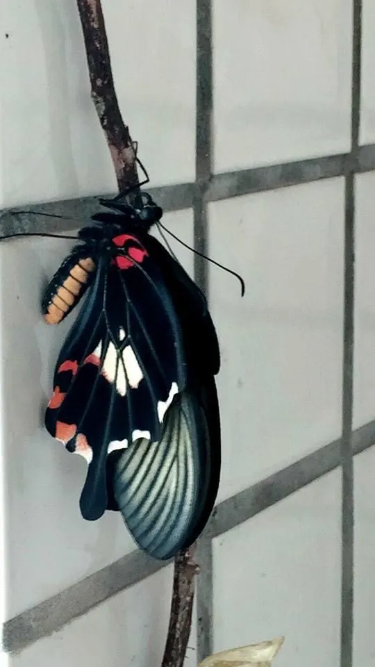 蝴蝶的停姿, 雙翅合攏。(蛾類的停姿,則是雙翅平展)