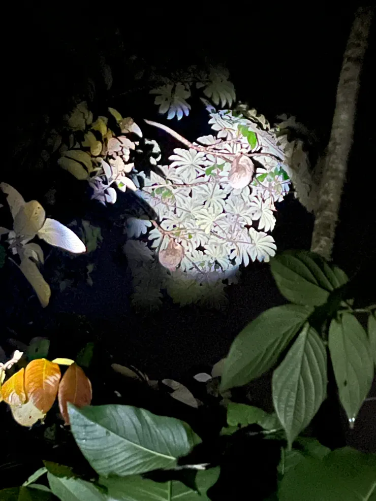 兩坨樹懶兩坨樹懶跑不快