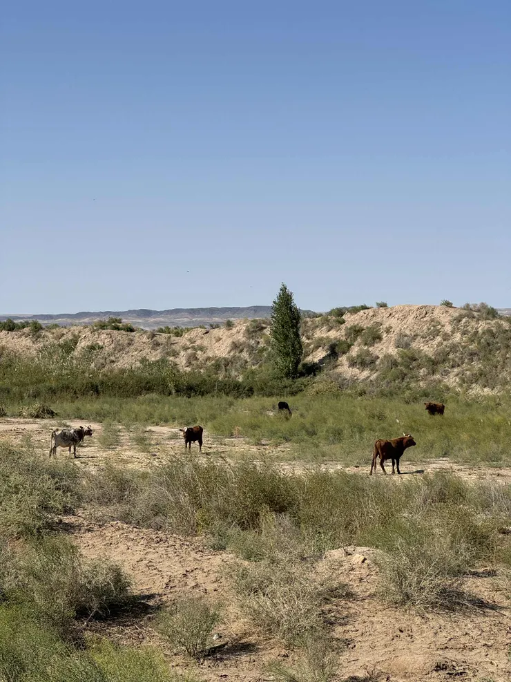 Kyzyl Qala 附近的放牧牛群