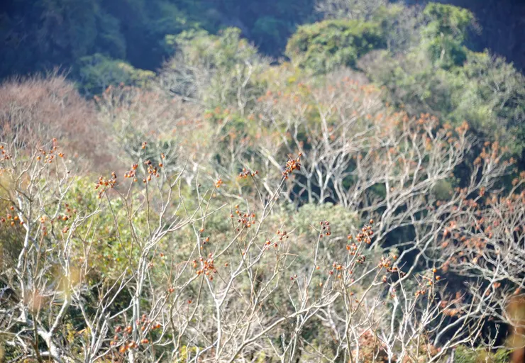 【冬的腳印越踏越深秋的繽紛褪去 唯亞熱的島難擺脫幾乎惱人的綠】