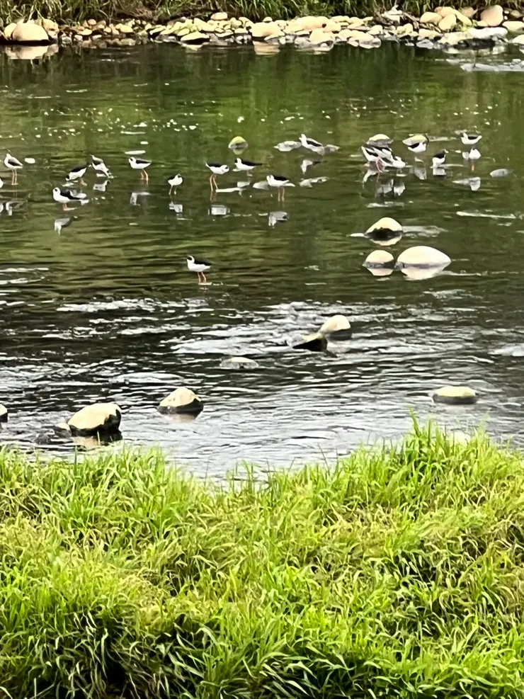 高蹺鴴是南崁溪中的嬌客
