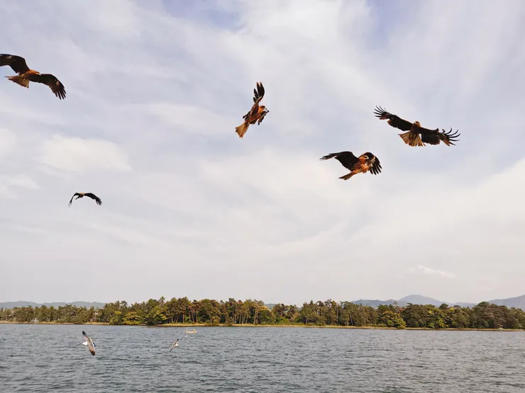 隨船伴飛的海鷗飛鷹
