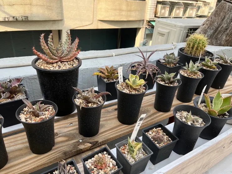 可愛療癒的多肉植物們