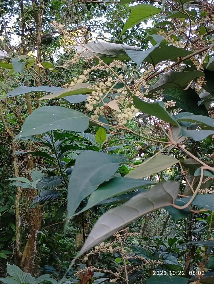 白匏子開花了，自攝