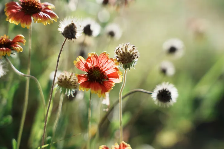 澎湖到處可見的天人菊