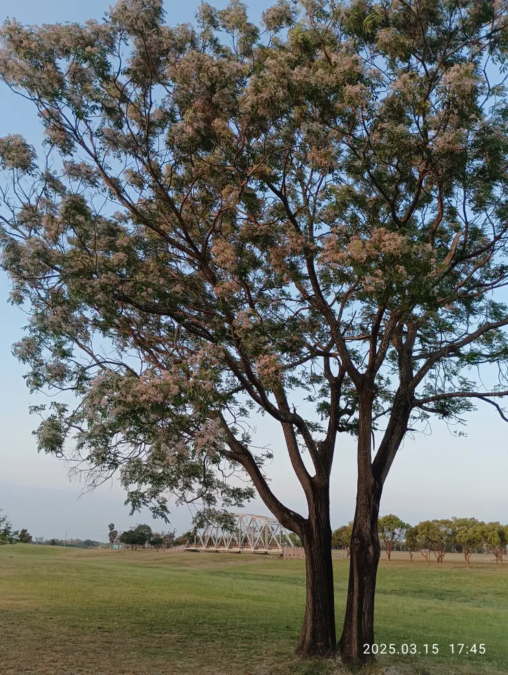 苦楝紫花淡郁香遠，自攝