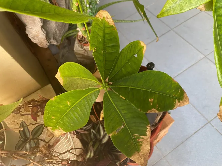 人老珠黃的葉子