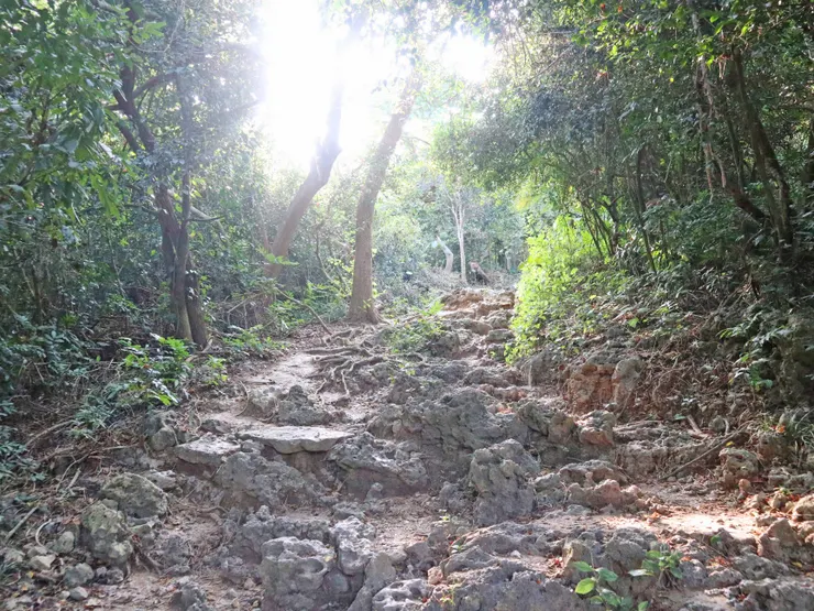 壽山自然國家公園步道「北好漢坡」。