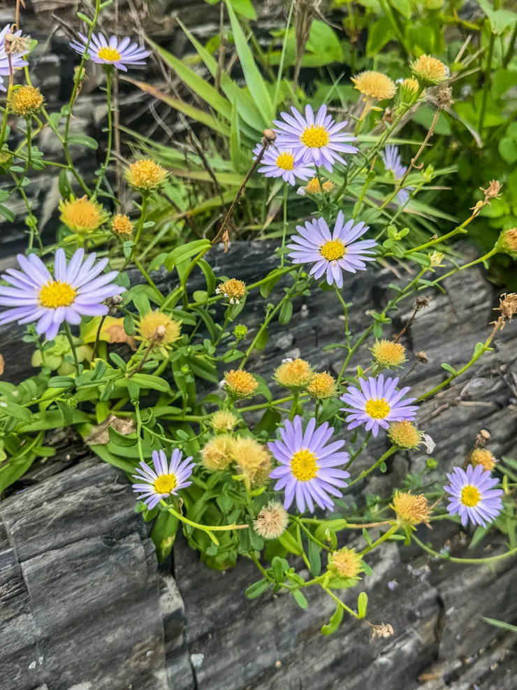 因為太害怕掉到海裡，所以沒有心情欣賞漂亮的小花～