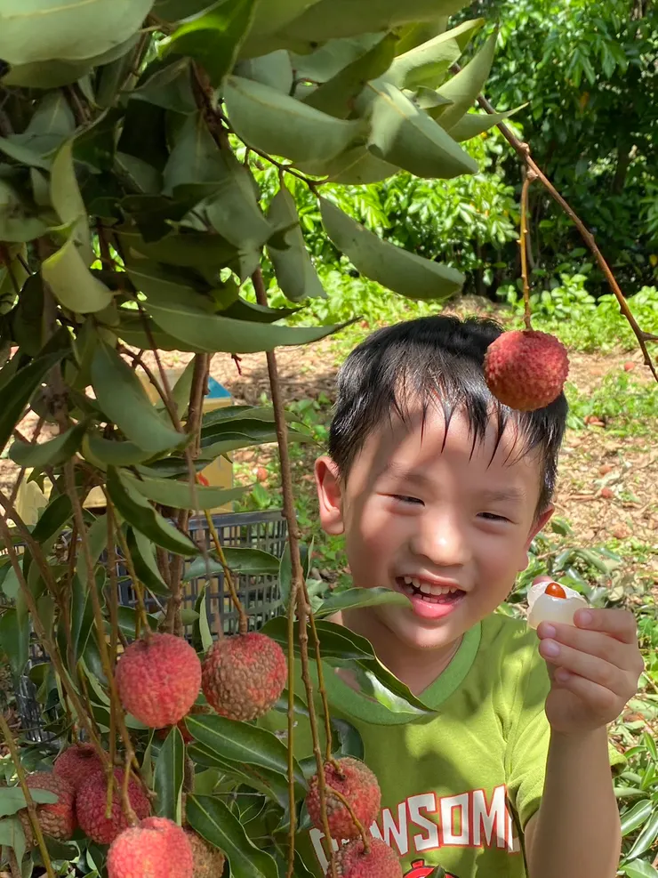 採收果園裡最後一棵糯米荔枝樹