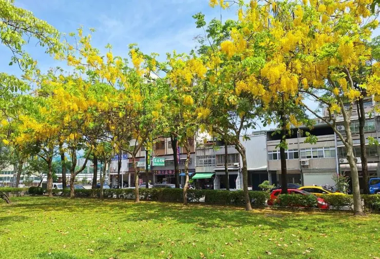 阿勃勒下的黃金雨