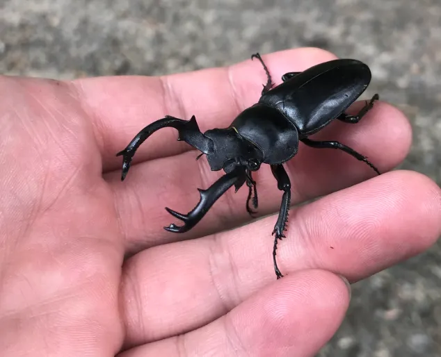 © vasong 的觀察紀錄