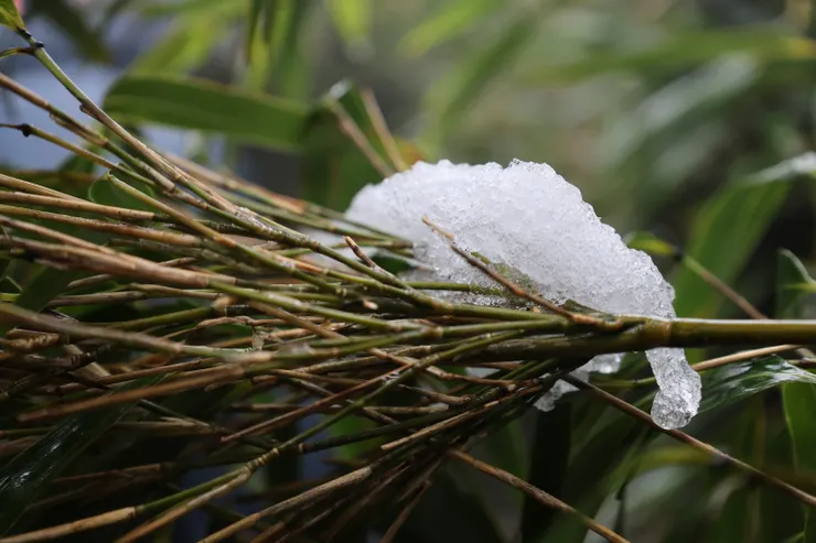 雪壓竹枝
