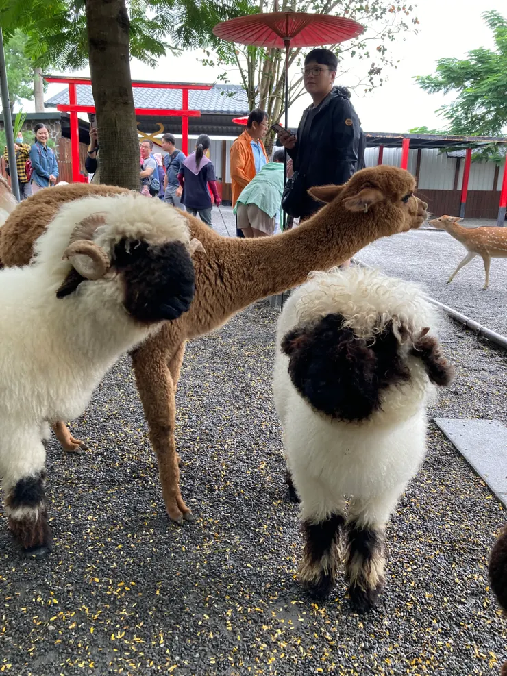 看不到五官的笑笑羊