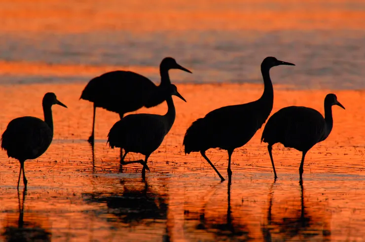 亞利桑那州濕地吸引候鳥停棲展現飛羽生態之美。圖：Arizona Game and Fish Department