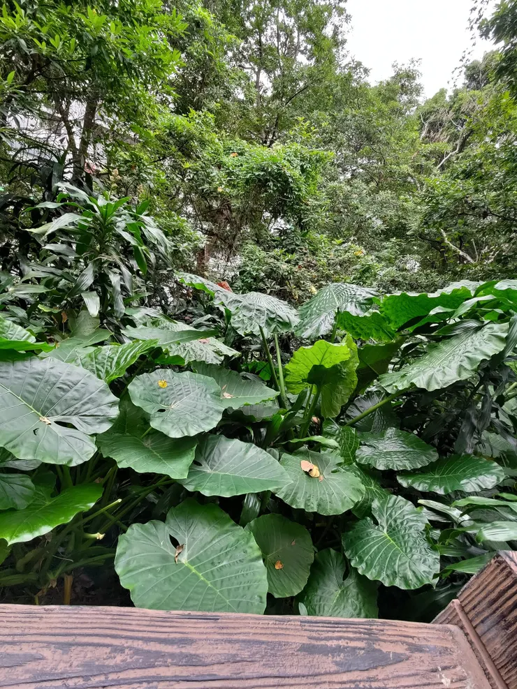 姑婆芋---有毒(不可以隨便吃哦!)