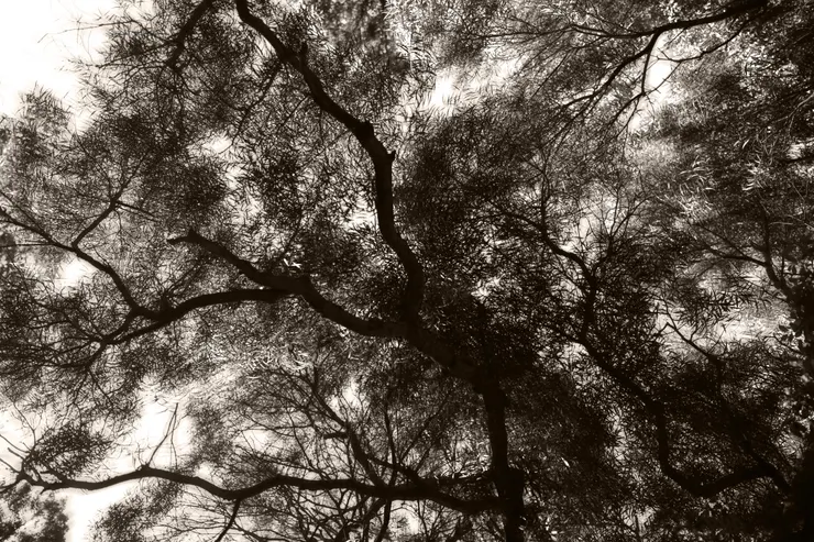 刻意抽離掉原始樹枝顏色，並改用單色呈現，造型上的姿態，看起來比平常更為躁動、不安，是種有別於平常的感受。