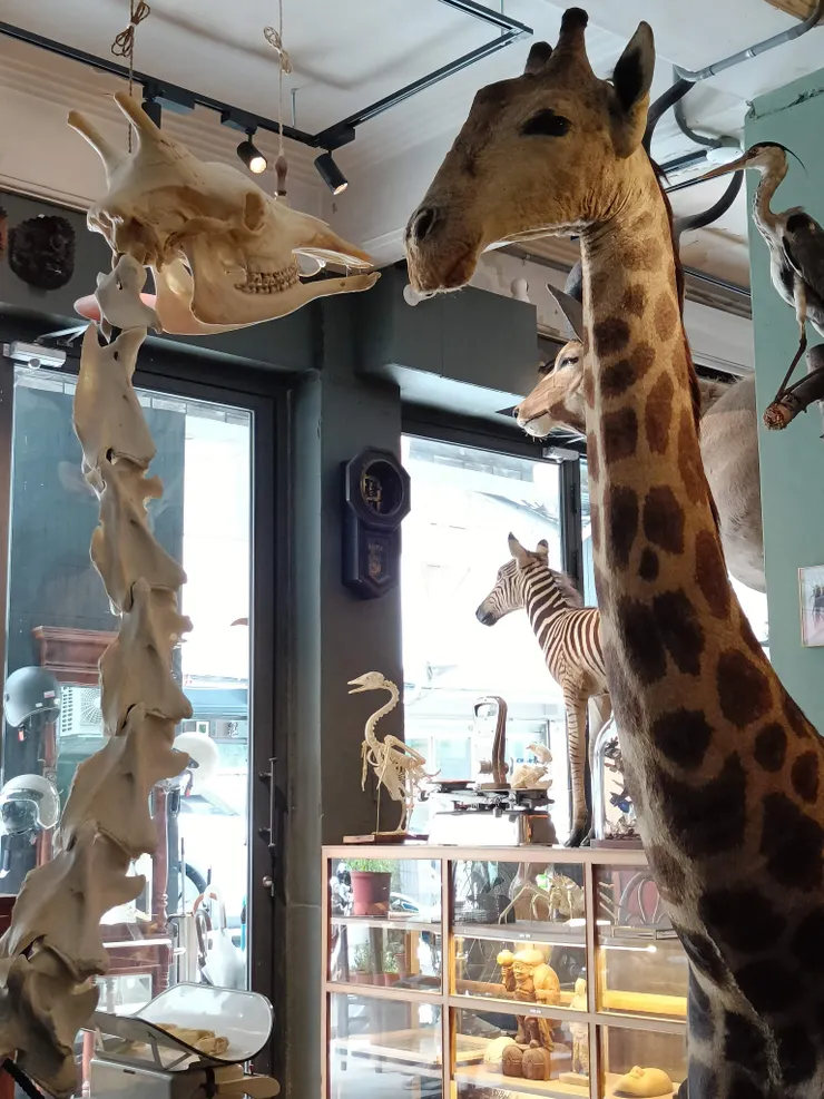 長頸鹿和骨骸相親相愛？